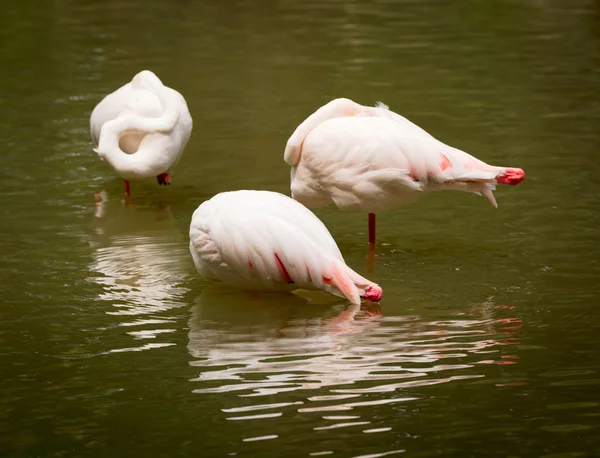 Flamencos blancos descansando en un lago — Foto de Stock