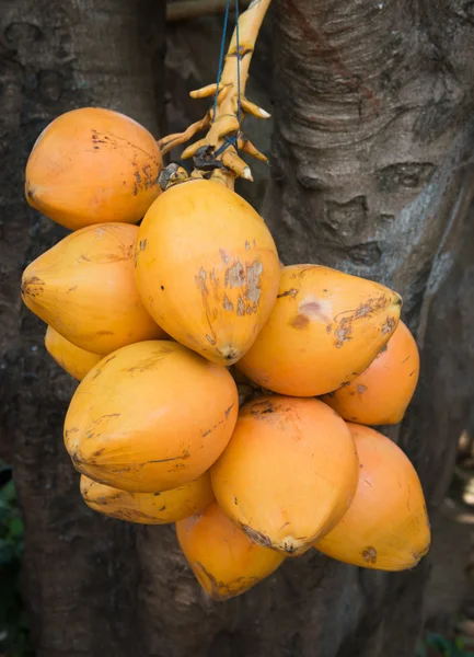 Group of yellow drinking coconuts — Stock Photo, Image