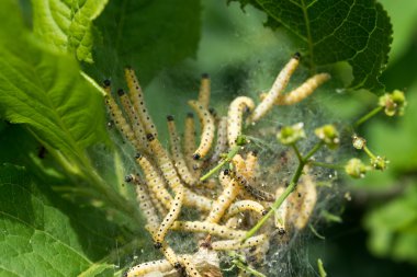 Caterpillar kolonisi