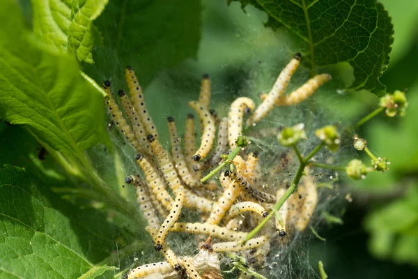 Caterpillar colony — Stock Photo, Image