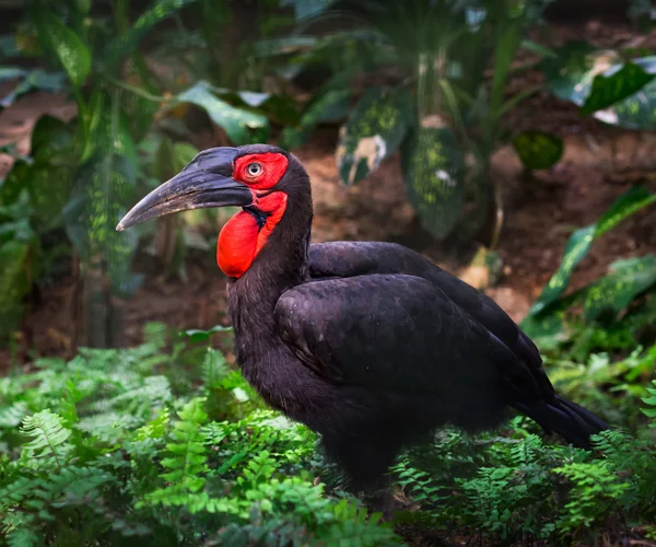 Pájaro carey del sur — Foto de Stock