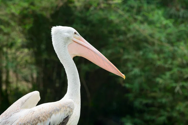 Great white pelican bird — Stock Photo, Image