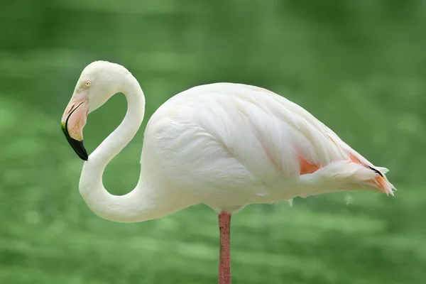 Menor pássaro flamingo — Fotografia de Stock