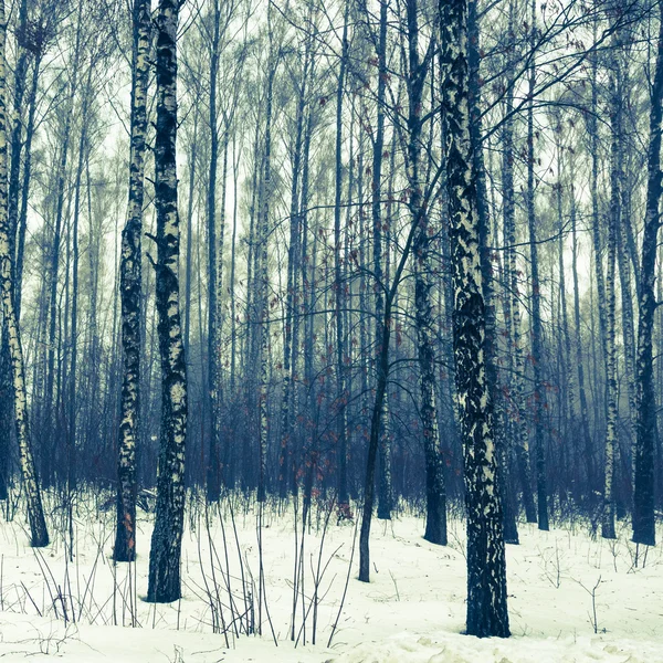 Birch forest in snow winter — Stock Photo, Image