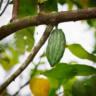 Ağaçtaki kakao kabuğu