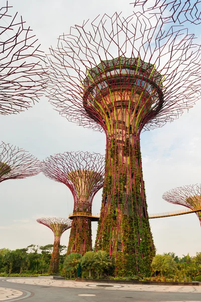 Super bomen in tuinen door de baai singapore — Stockfoto