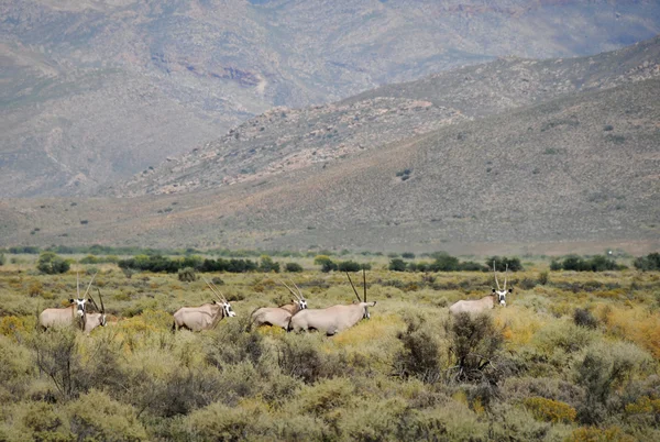 Gemsbok antiloper på sydafrikanska bush — Stockfoto