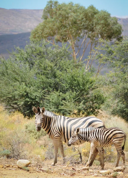 Zebra klacz z źrebię w dzikim buszu — Zdjęcie stockowe