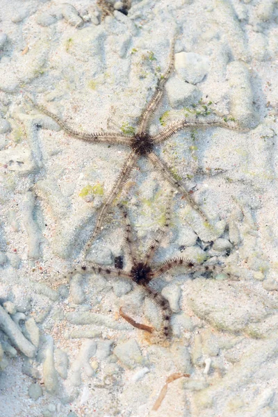 Kaksi meritähteä hiekkapohjalla — kuvapankkivalokuva