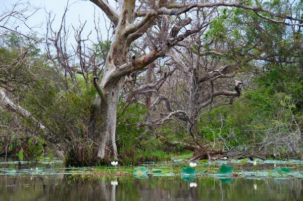 Árbol envejecido de pie en pantano —  Fotos de Stock