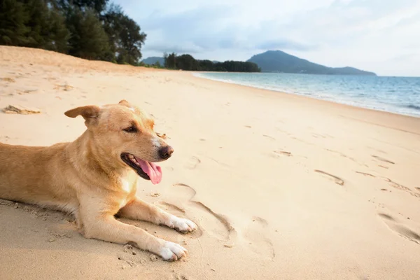 Ontspannen hond op tropisch strand — Stockfoto