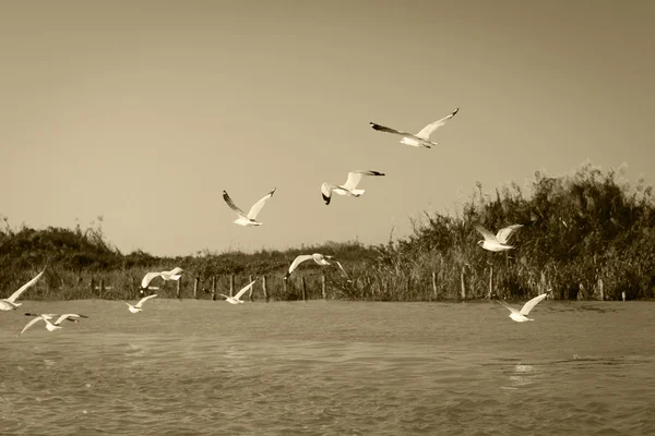 White seagull fly above river and riverside — Stock Photo, Image