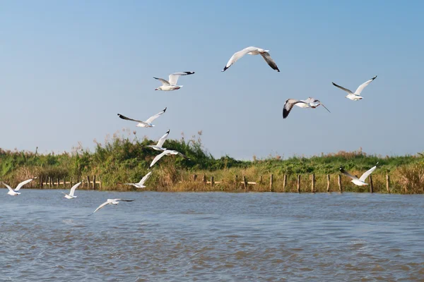 Witte meeuwen vliegen boven de rivier en langs de rivier — Stockfoto