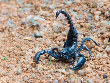 siyah Asya orman Akrep