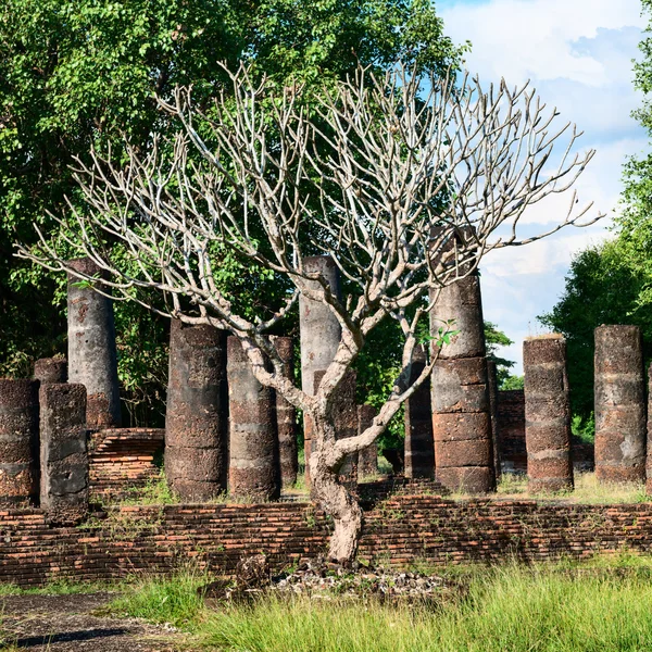 Árbol sin hojas sobre ruinas viejas —  Fotos de Stock