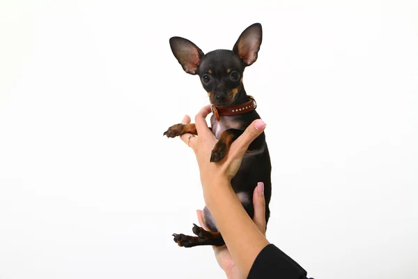 Chihuahua de cachorro engraçado em mãos femininas isoladas em backgrou branco — Fotografia de Stock