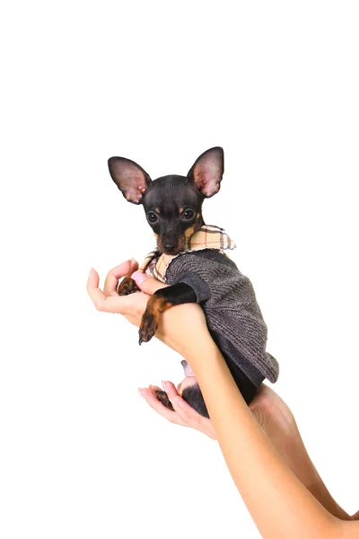 Cão pequeno em traje em mulheres — Fotografia de Stock