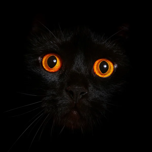 Retrato de cerca de gato negro con ojos anaranjados —  Fotos de Stock