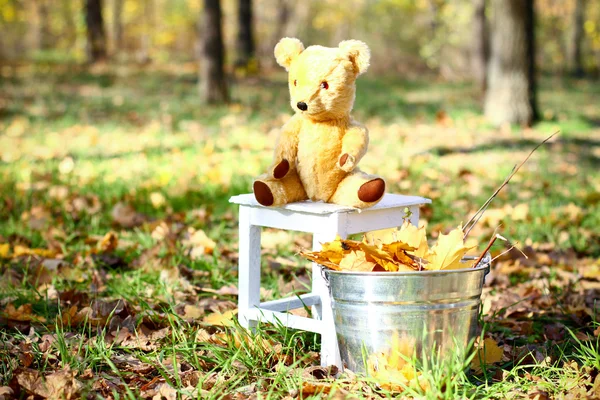 Teddy bear sitting on a chair, nearby is bucket of with leaves o — Stock Photo, Image