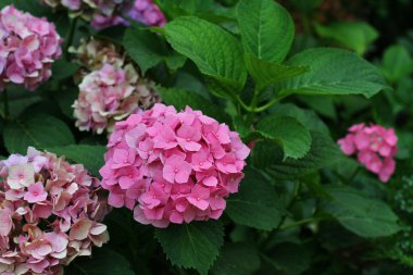 çiçekli çalı yakın çekim