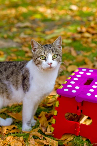 Cat and colorful stool in autumn park — Stock Photo, Image