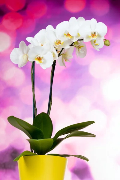 Beautiful white orchid flowers — Stock Photo, Image