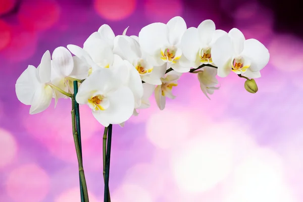 Flores brancas bonitas do orchid — Fotografia de Stock