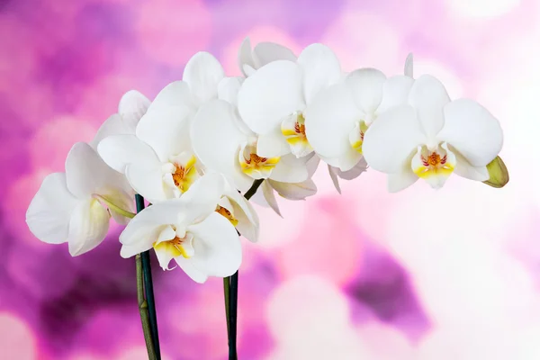 Beautiful white orchid flowers — Stock Photo, Image