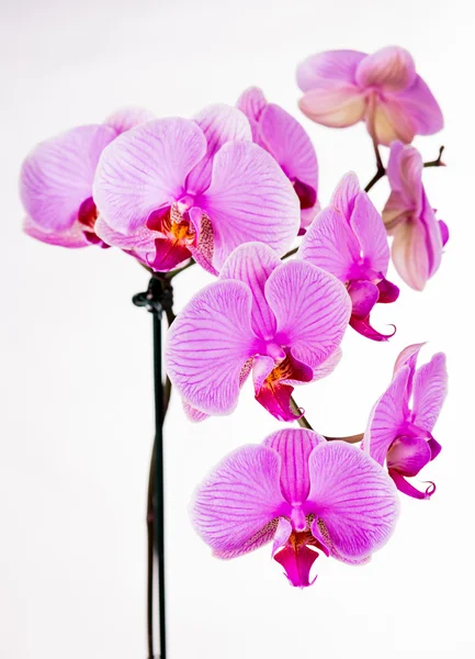 Flores roxas bonitas da orquídea — Fotografia de Stock