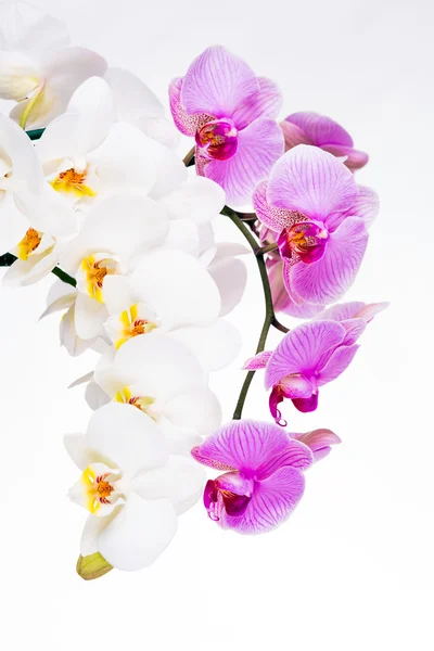 Belas flores de orquídea roxa e branca — Fotografia de Stock