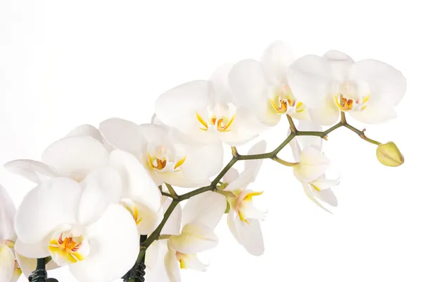 Krásné bílé květy orchidejí — Stock fotografie