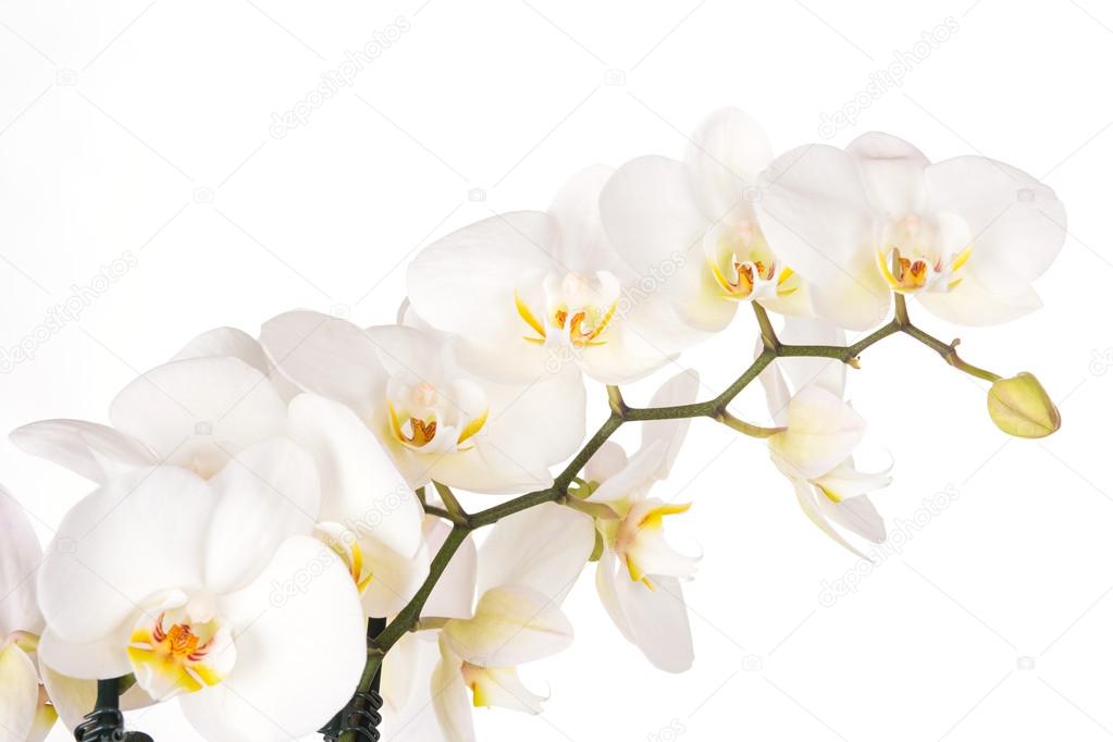 Beautiful white orchid flowers