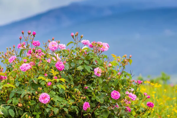 Echte Bulgaarse damascena rose — Stockfoto
