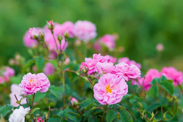 Real bulgar Damascena Rose — Fotografie, imagine de stoc