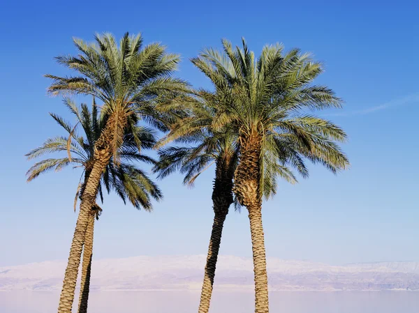 Пальми в Ізраїлі — стокове фото