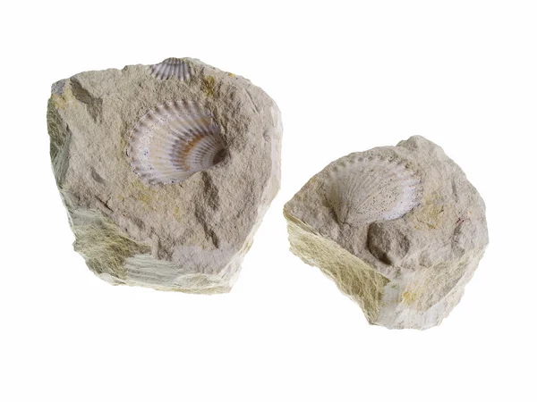 化石。起源: ポーランド — ストック写真