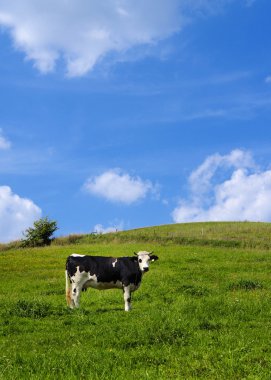 çayır üzerinde inek