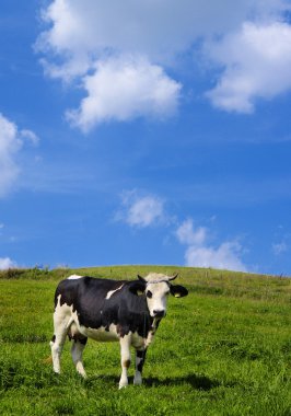 çayır üzerinde inek