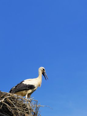 Leylek yuvada, Polonya