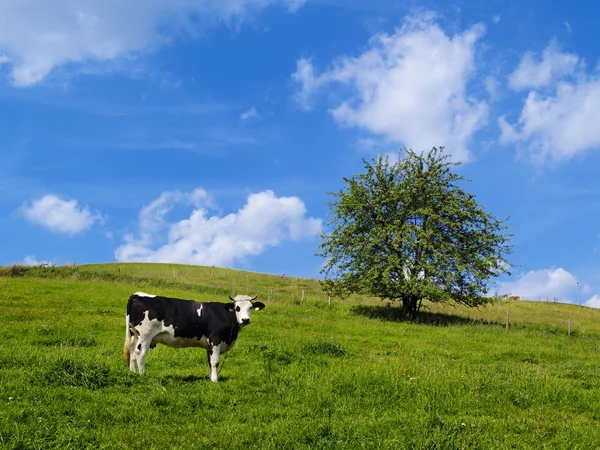 Αγελάδες στο χωράφι — Φωτογραφία Αρχείου