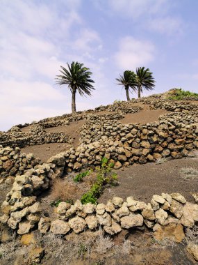 bağ, tiagua, lanzarote