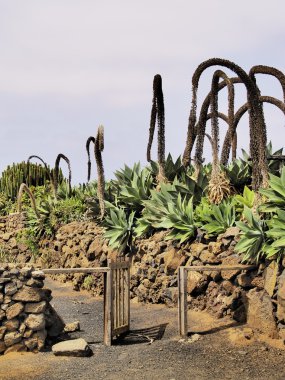 Agricola el patio Müzesi, tiagua, lanzarote