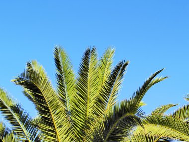 avuç içi, lanzarote, Kanarya Adaları, İspanya