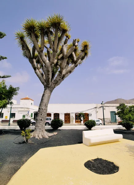 Tinajo, lanzarote, Kanarieöarna, Spanien — Stockfoto