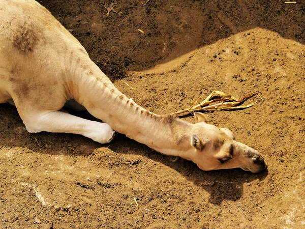 Kameel, Agricola El Patio Museum, Tiagua, Lanzarote — Stockfoto