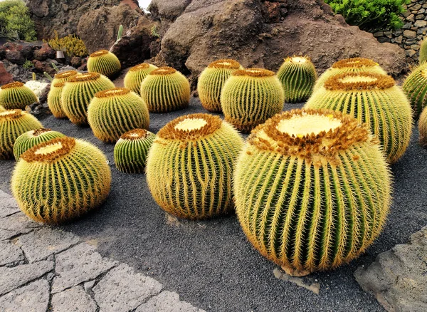 Jardin de Cactus, Lanzarote, Канарские острова, Испания — стоковое фото