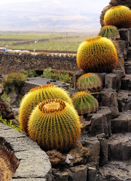 Jardin de Cactus, Lanzarote, Канарские острова, Испания — стоковое фото