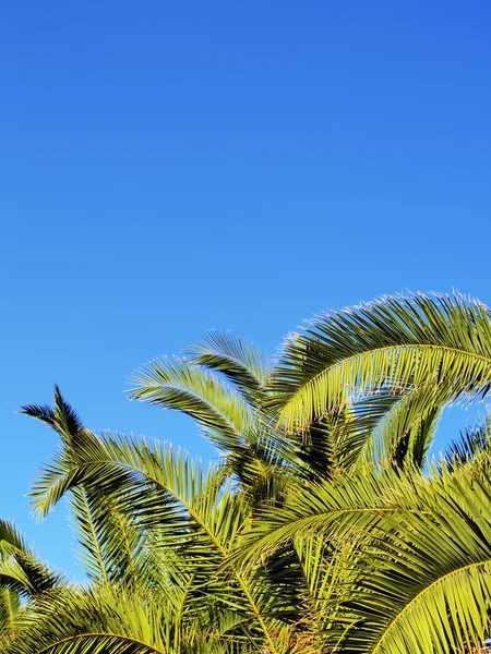 Пальми, Лансароте, Канарські острови, Іспанія — стокове фото