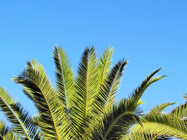 Пальми, Лансароте, Канарські острови, Іспанія — стокове фото