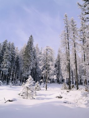 kış orman, tatra Dağları, Polonya